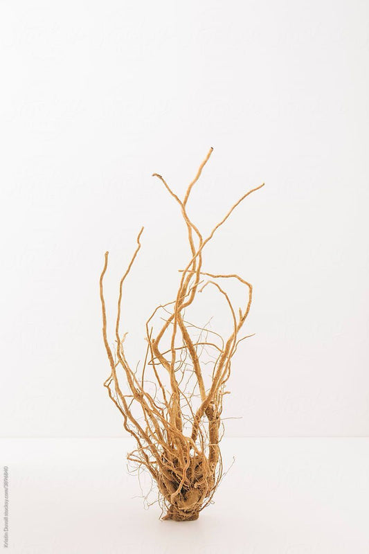 Cómo Empezar a Tomar Adaptógenos: Guía para Principiantes